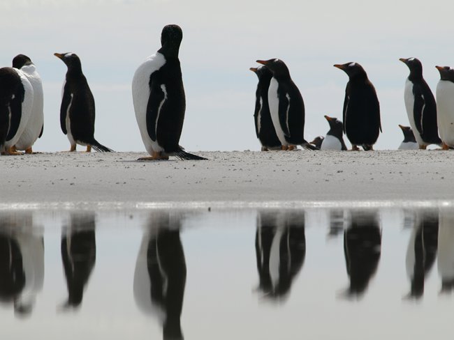 ../../Pictures/241209/149 Gentoo.JPG